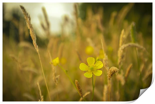 Buttercup and grass Print by paul thomas