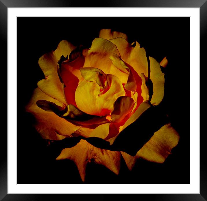 Yellow Rosey Flower Framed Mounted Print by Ade Robbins
