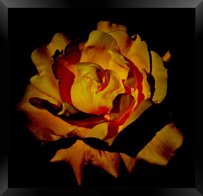 Yellow Rosey Flower Framed Print by Ade Robbins