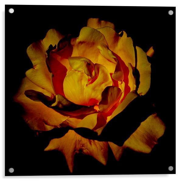 Yellow Rosey Flower Acrylic by Ade Robbins