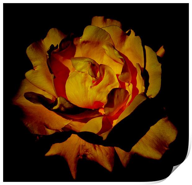 Yellow Rosey Flower Print by Ade Robbins