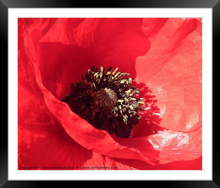 Poppy 4 Framed Mounted Print by michelle whitebrook
