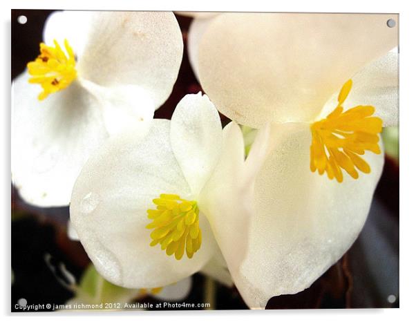 White Begonia Acrylic by james richmond