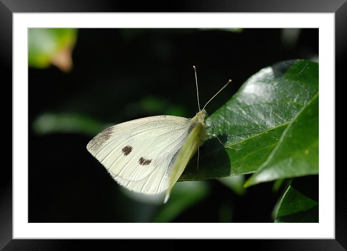Butterfly on ivy Framed Mounted Print by lee drage