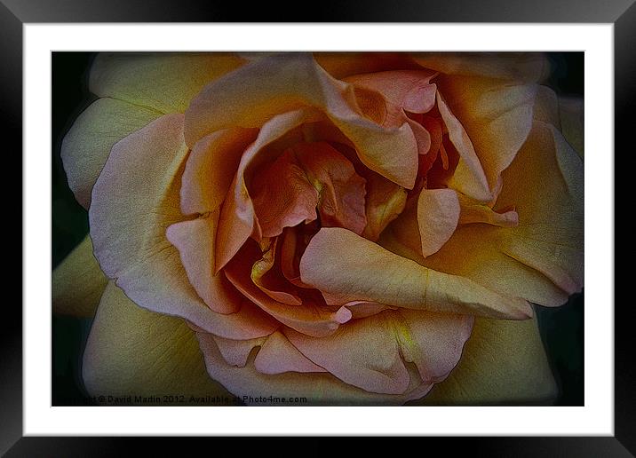 orange rose Framed Mounted Print by David Martin