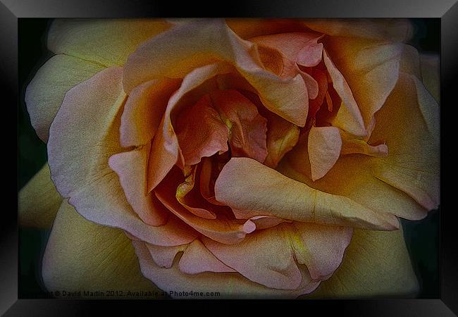 orange rose Framed Print by David Martin