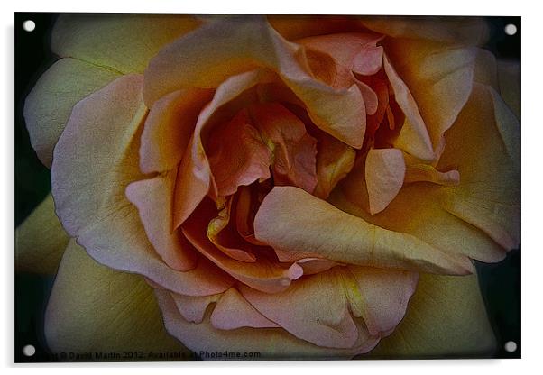 orange rose Acrylic by David Martin