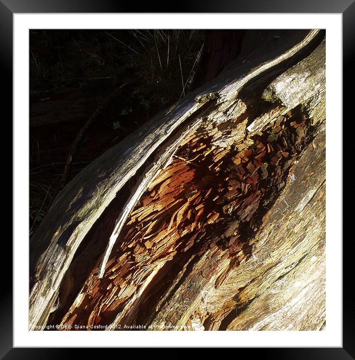 Bark of fallen tree Framed Mounted Print by DEE- Diana Cosford