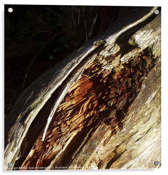 Bark of fallen tree Acrylic by DEE- Diana Cosford