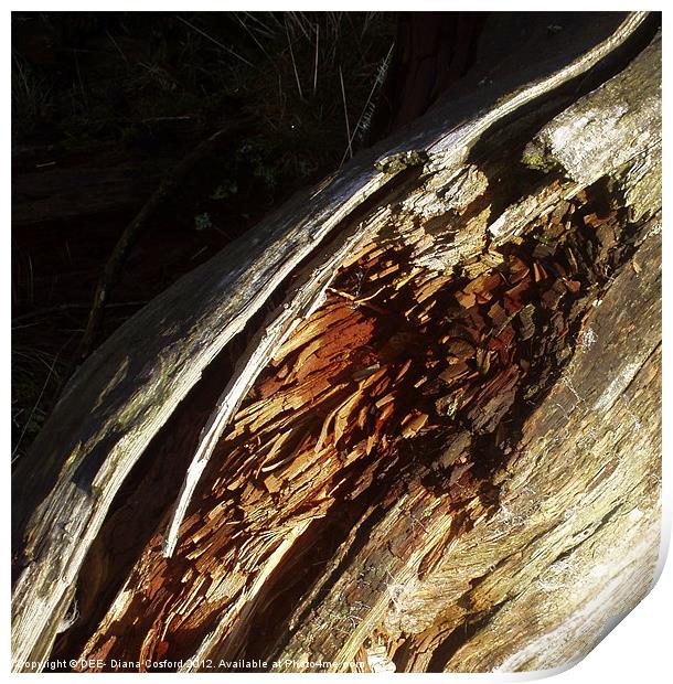 Bark of fallen tree Print by DEE- Diana Cosford