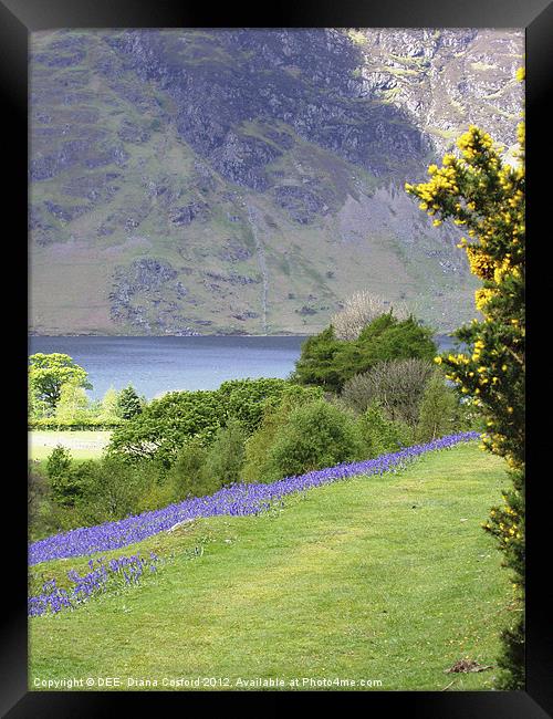 Bluebells, Rannerdale Cumbria Framed Print by DEE- Diana Cosford