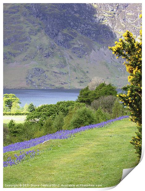 Bluebells, Rannerdale Cumbria Print by DEE- Diana Cosford