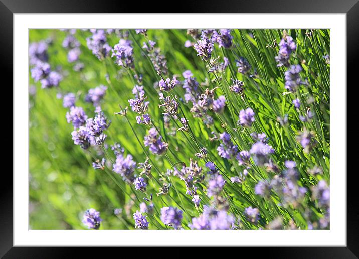 Lavender in Warwick Framed Mounted Print by Nicholas Ball