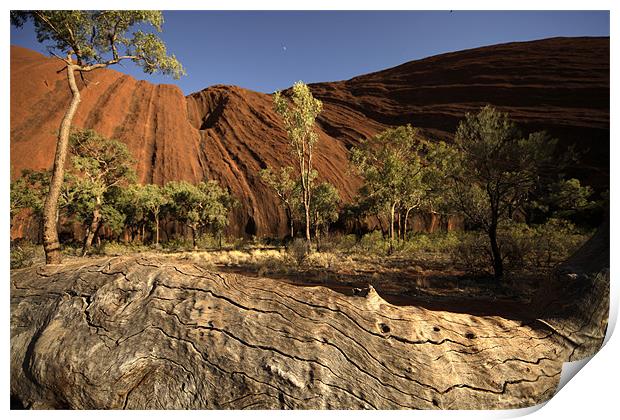Uluru or Ayers Rock Print by peter schickert