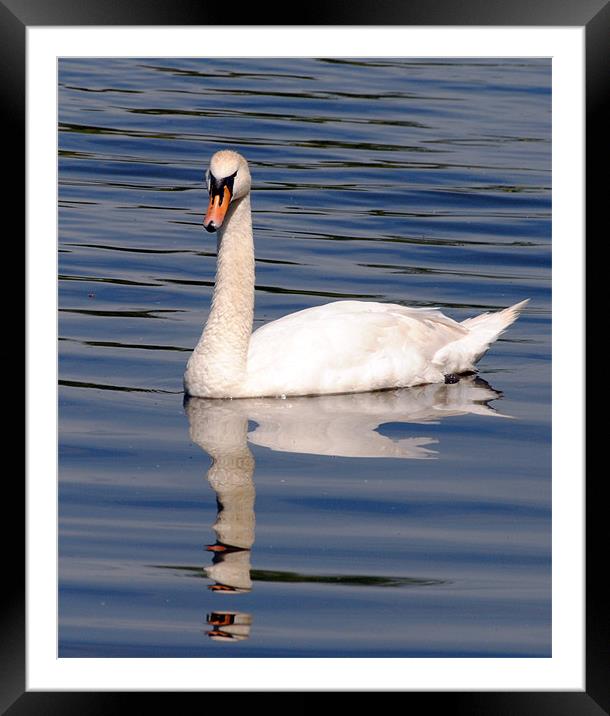 Graceful Swan Framed Mounted Print by Mark Ewels