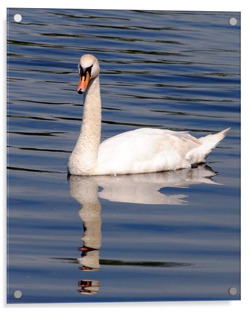 Graceful Swan Acrylic by Mark Ewels