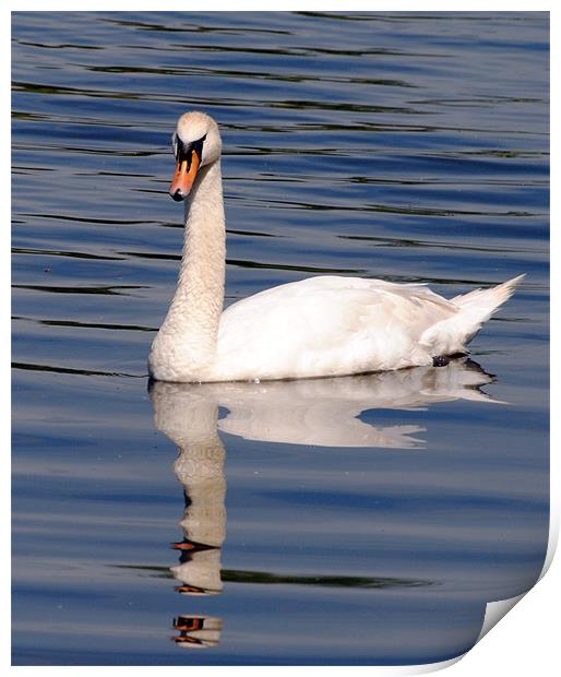 Graceful Swan Print by Mark Ewels