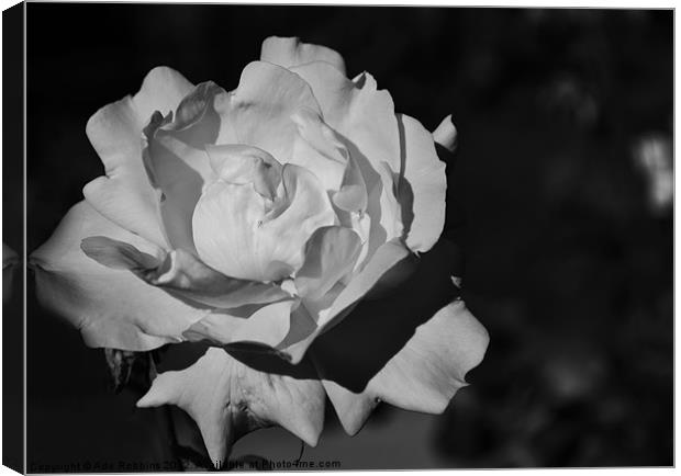 Black & White Rose Canvas Print by Ade Robbins