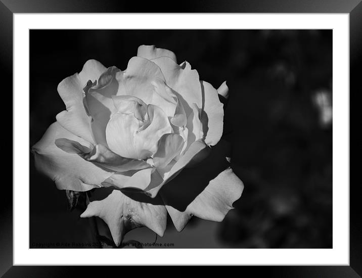 Black & White Rose Framed Mounted Print by Ade Robbins