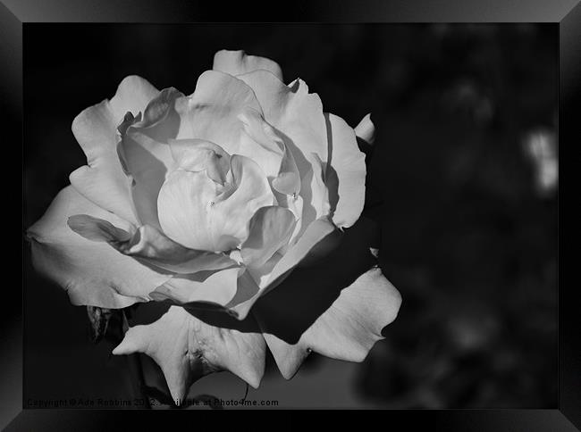 Black & White Rose Framed Print by Ade Robbins