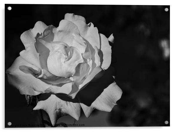 Black & White Rose Acrylic by Ade Robbins