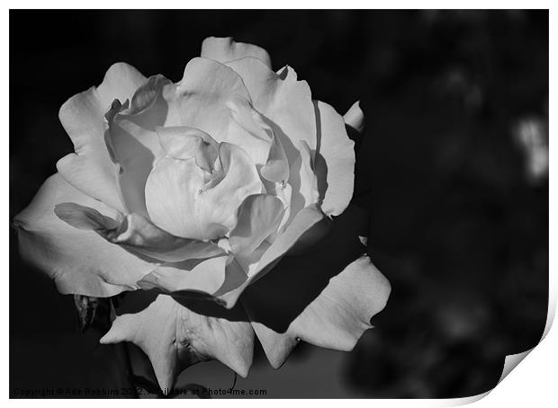 Black & White Rose Print by Ade Robbins