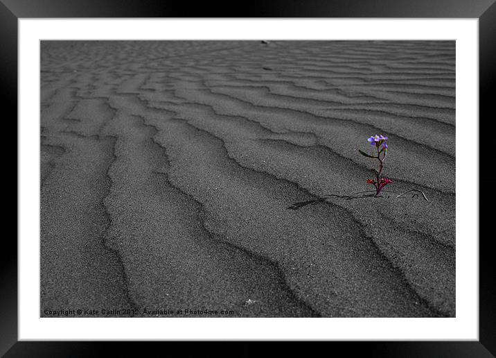 Solitary Flower. Framed Mounted Print by Kitty 