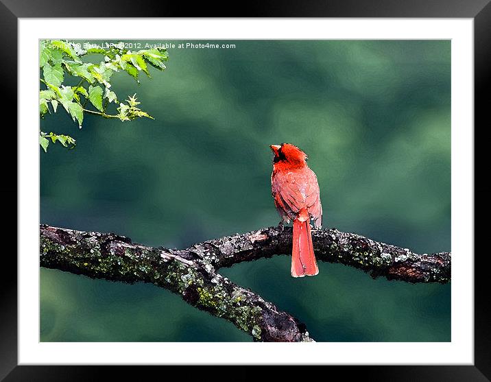 Northern Cardinal Framed Mounted Print by Betty LaRue