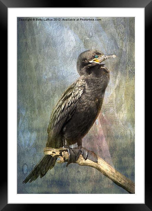 Perched Cormorant Framed Mounted Print by Betty LaRue