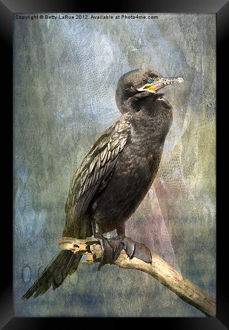 Perched Cormorant Framed Print by Betty LaRue