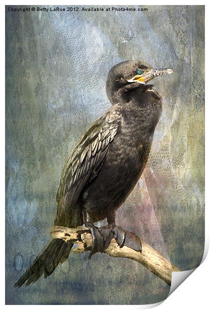 Perched Cormorant Print by Betty LaRue