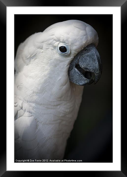 Cockatoo Framed Mounted Print by Zoe Ferrie