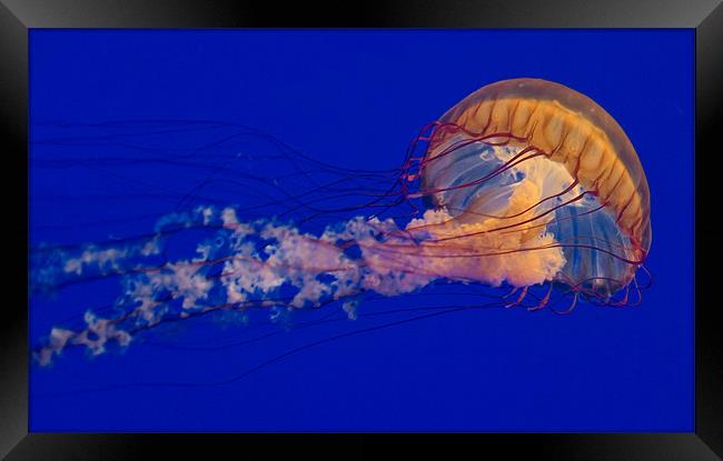 Purple Striped Jellyfish (Chrysaora fuscescens) Framed Print by Eyal Nahmias