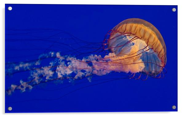 Purple Striped Jellyfish (Chrysaora fuscescens) Acrylic by Eyal Nahmias