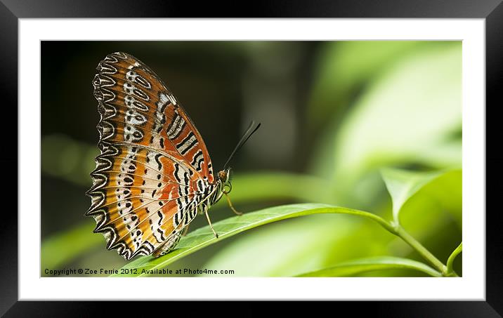 Malay Lacewing Butterfly Framed Mounted Print by Zoe Ferrie