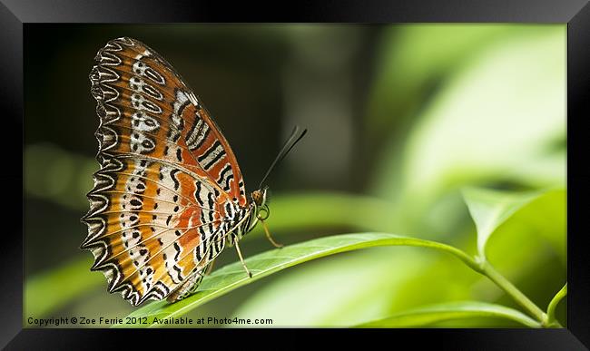 Malay Lacewing Butterfly Framed Print by Zoe Ferrie