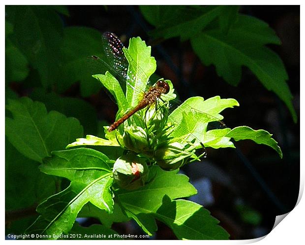 Dragonfly Print by Donna Duclos