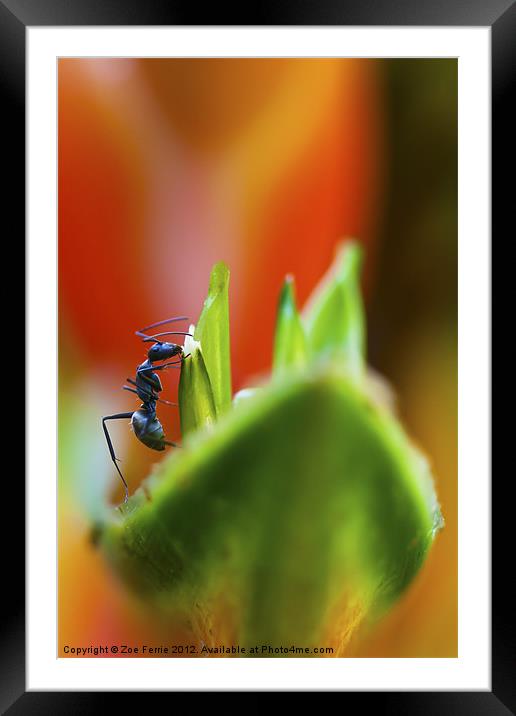 Ant on a Heliconia Stricta Flower Framed Mounted Print by Zoe Ferrie