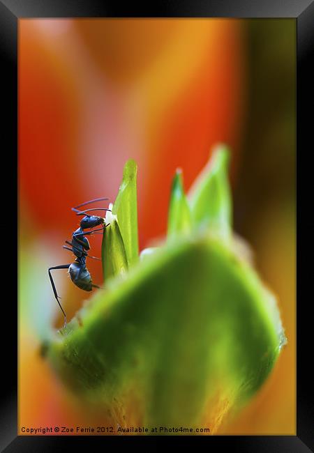 Ant on a Heliconia Stricta Flower Framed Print by Zoe Ferrie