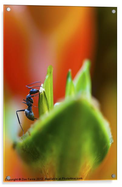Ant on a Heliconia Stricta Flower Acrylic by Zoe Ferrie