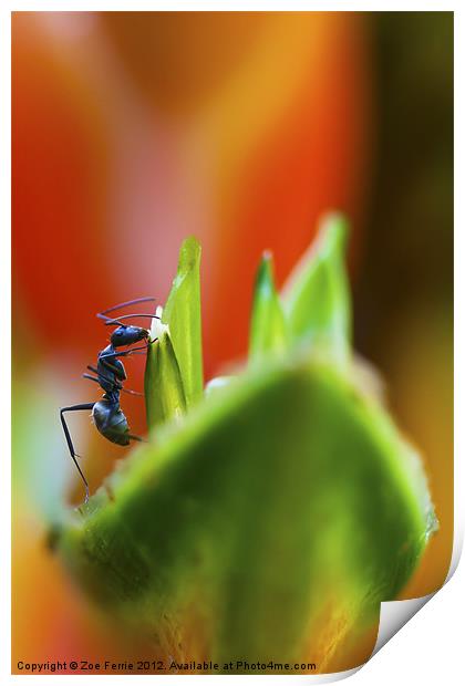 Ant on a Heliconia Stricta Flower Print by Zoe Ferrie