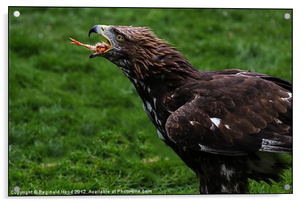 Golden Eagle Acrylic by Reginald Hood