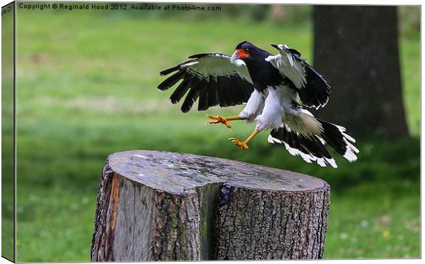 Mountain Caracara Canvas Print by Reginald Hood