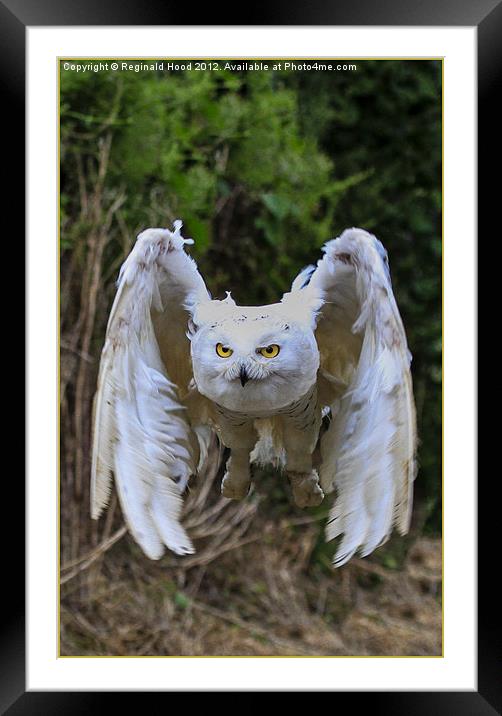 Snowy owl Framed Mounted Print by Reginald Hood