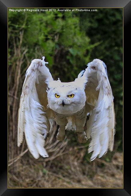 Snowy owl Framed Print by Reginald Hood