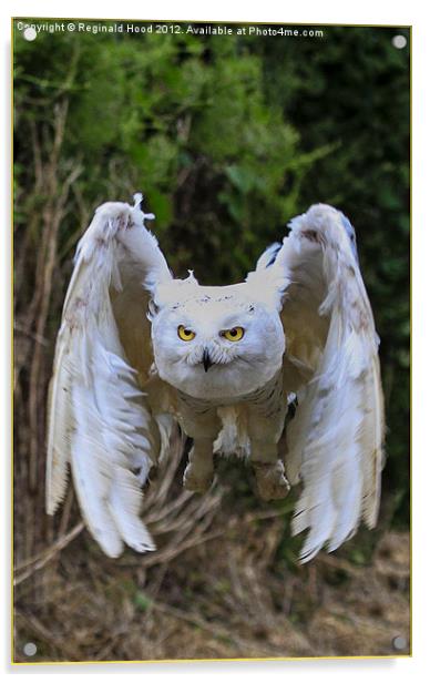 Snowy owl Acrylic by Reginald Hood