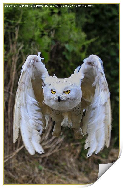 Snowy owl Print by Reginald Hood