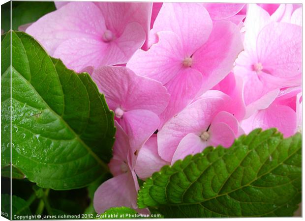 Pink Hydrangea with Leaf Canvas Print by james richmond