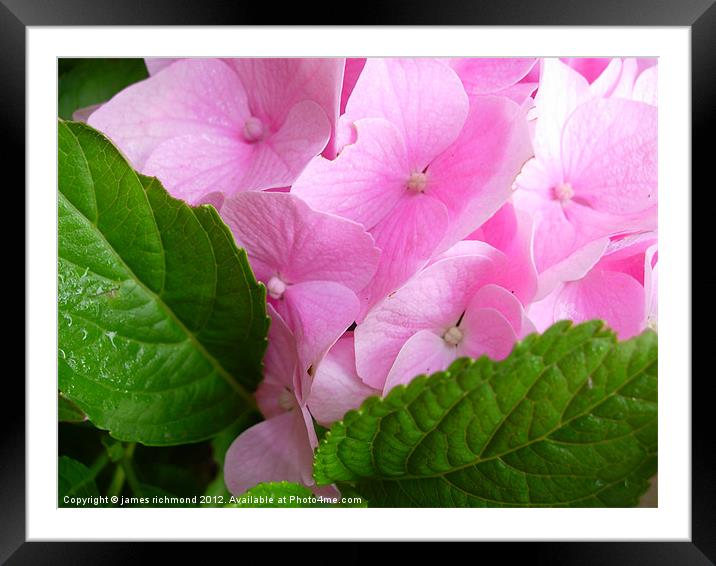 Pink Hydrangea with Leaf Framed Mounted Print by james richmond