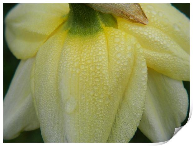 Morning Daffodil Print by Kirsty Turnbull